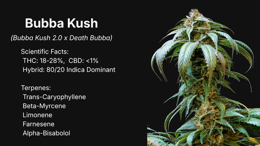 Bubba Kush strain profile image showing a tall indica-dominant cannabis flower with scientific facts and terpene list, premium Canadian collectible genetics by VaultSeeds, not for cultivation.