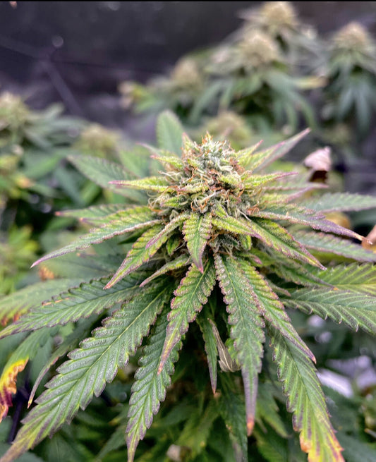 Double Chocolate (Double Chocolate X OG)