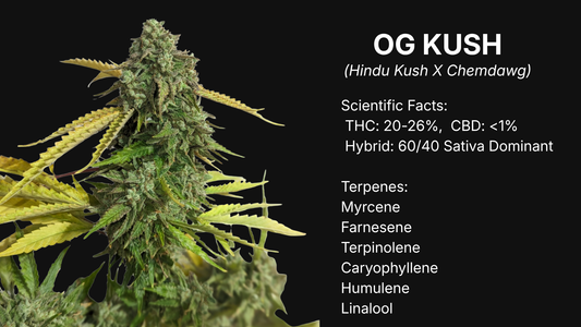 OG Kush strain profile image showing a dense sativa-dominant cannabis flower with scientific facts and terpene list, premium Canadian collectible genetics by VaultSeeds, not for cultivation.