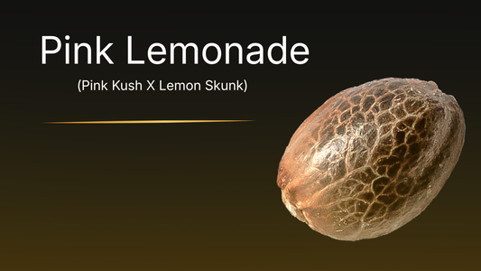 Pink Lemonade collectible cannabis seed – close-up of premium Canadian genetics by VaultSeeds, mottled botanical seed from Pink Kush × Lemon Skunk lineage, not for cultivation.