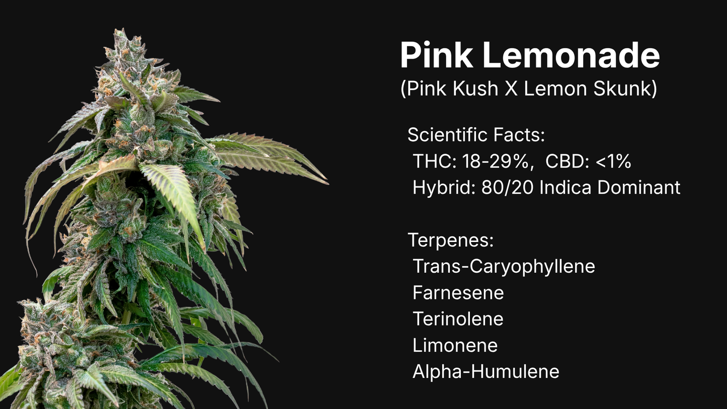 Pink Lemonade strain profile image showing a frosty indica-dominant cannabis flower with scientific facts and terpene list, premium Canadian collectible genetics by VaultSeeds, not for cultivation.