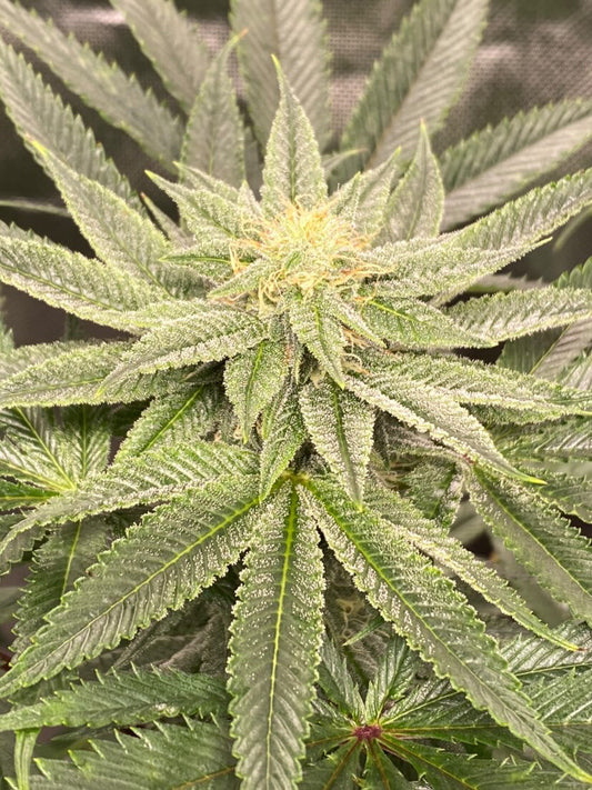 ZFPOG (Zkltz x OG x Fruity Pebbles)