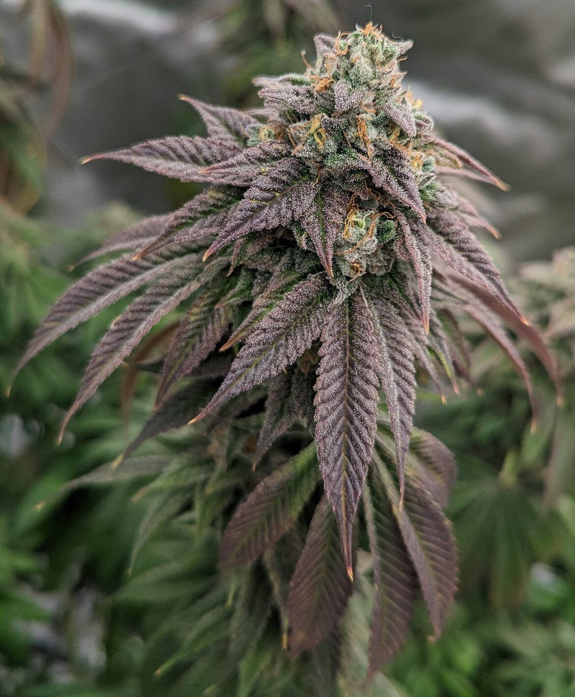 Pink Lemonade (Pink Kush X Lemon Skunk)
