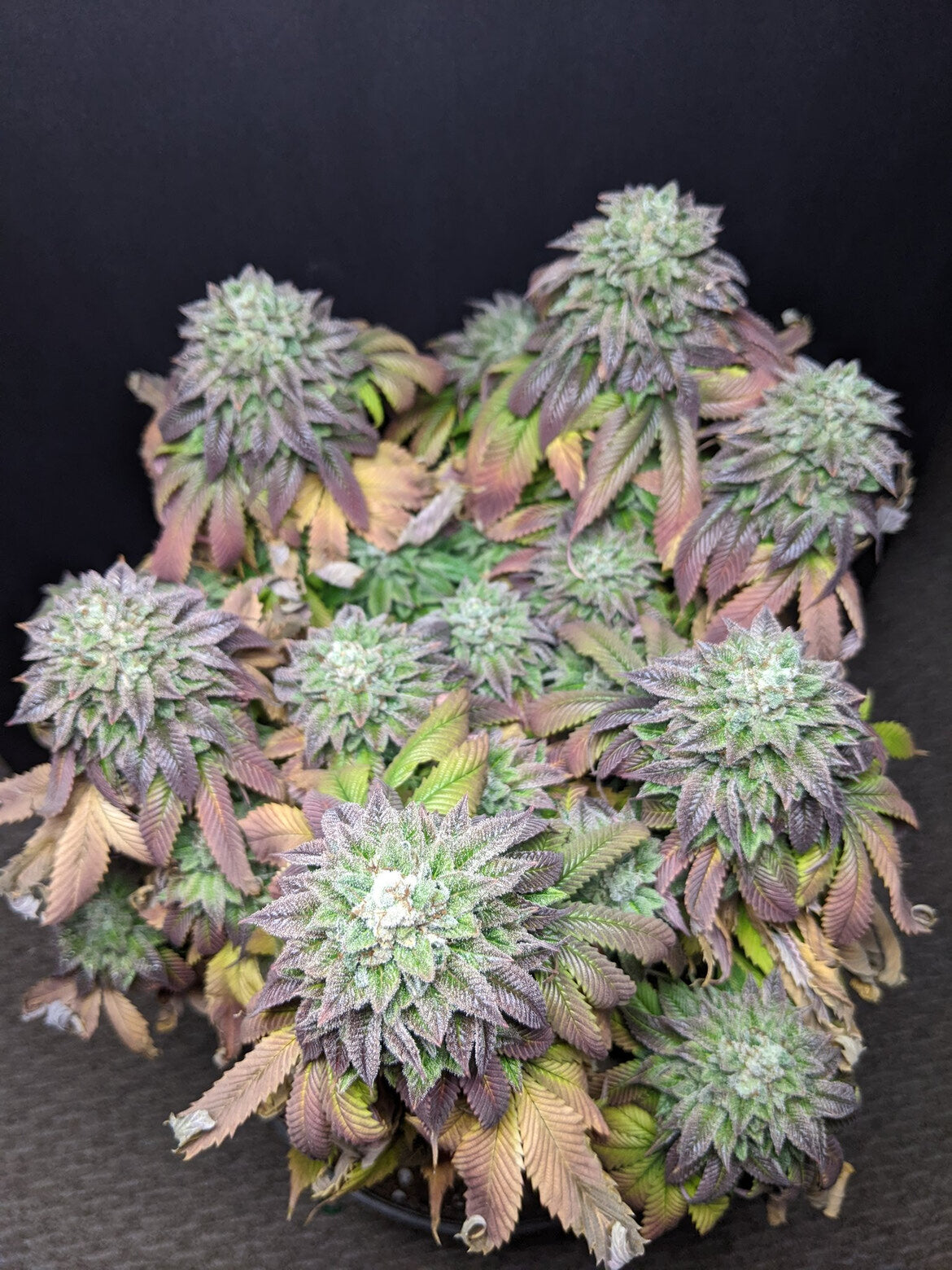 Bubba Kush (Bubba Kush 2.0 x Death Bubba)