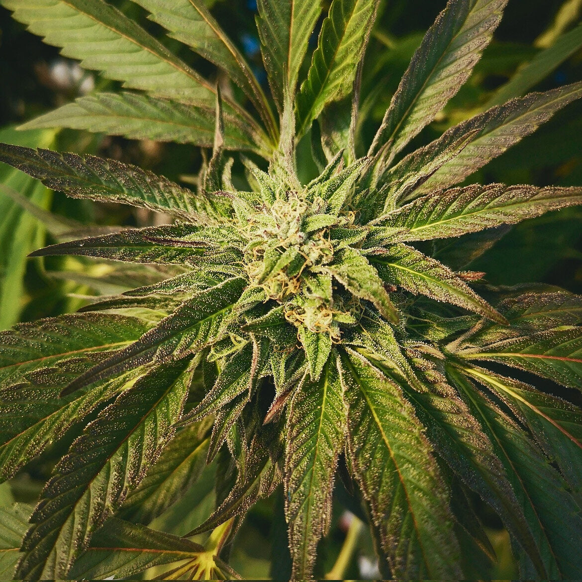 Bubba Kush (Bubba Kush 2.0 x Death Bubba)
