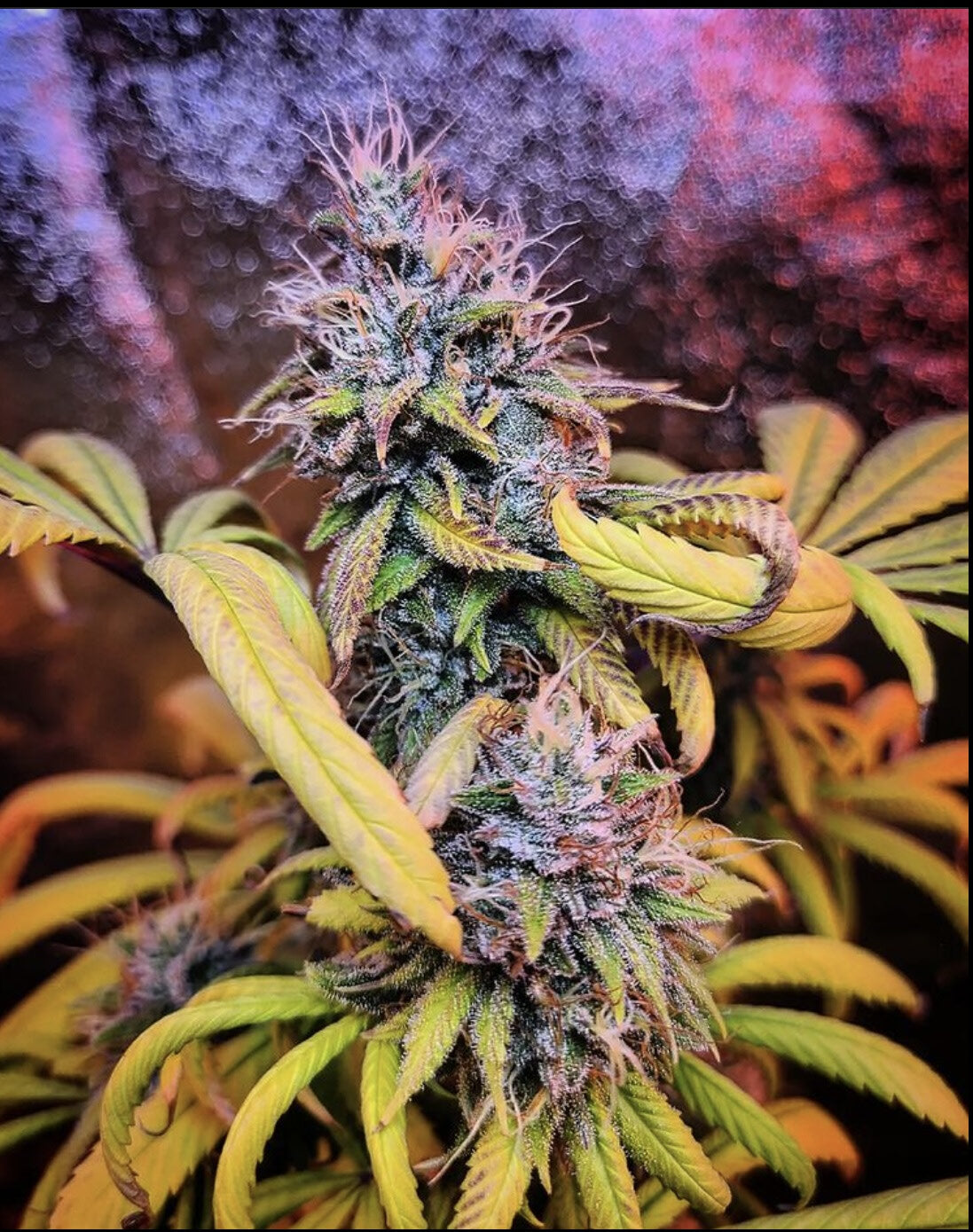 Bubba Kush (Bubba Kush 2.0 x Death Bubba)
