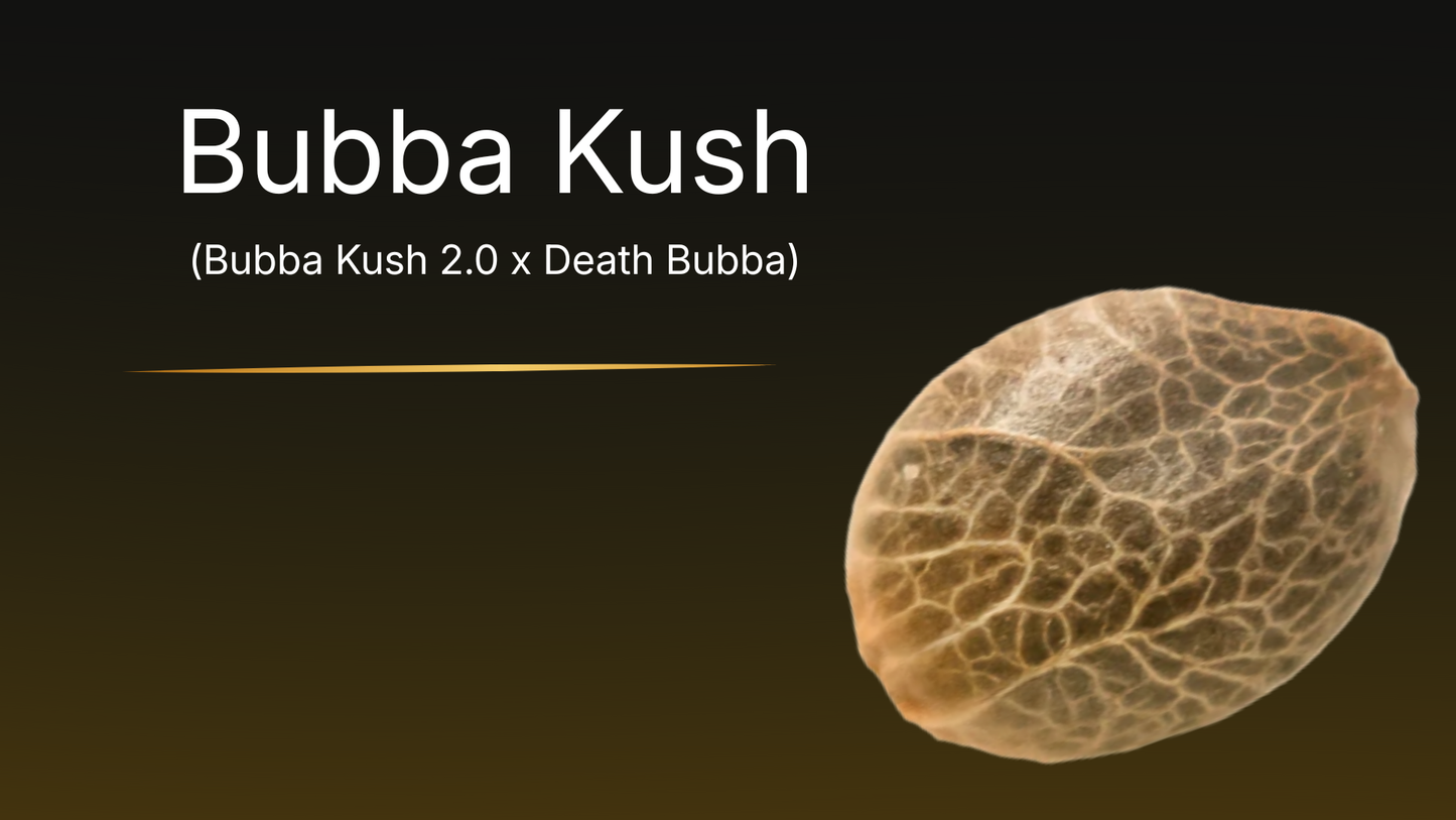 Bubba Kush (Bubba Kush 2.0 x Death Bubba)