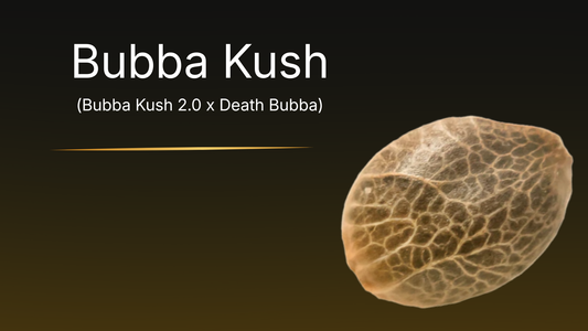 Bubba Kush (Bubba Kush 2.0 x Death Bubba)