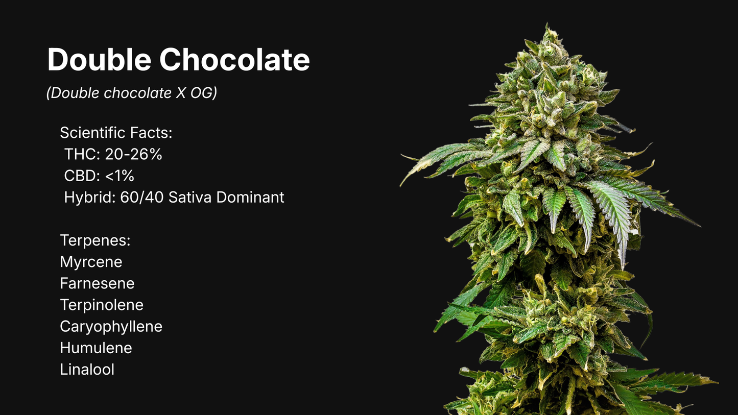 Double Chocolate (Double Chocolate X OG)