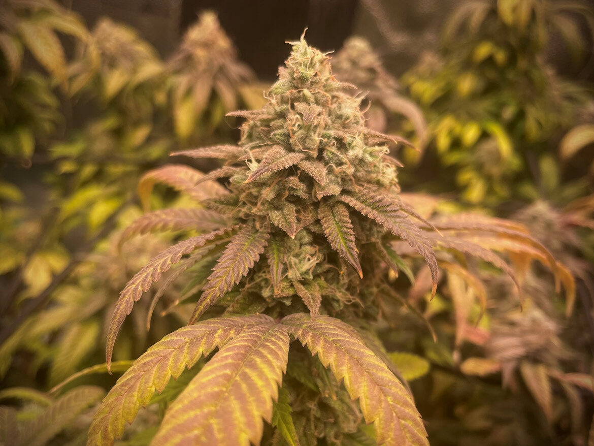 Double Chocolate (Double Chocolate X OG)