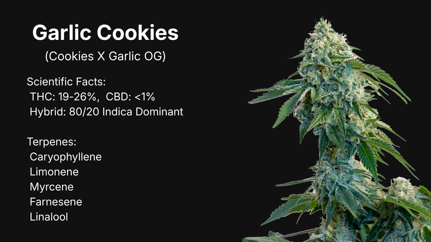 Garlic Cookies strain profile image showing a frosty indica-dominant cannabis flower with scientific facts and terpene list, premium Canadian collectible genetics by VaultSeeds, not for cultivation.