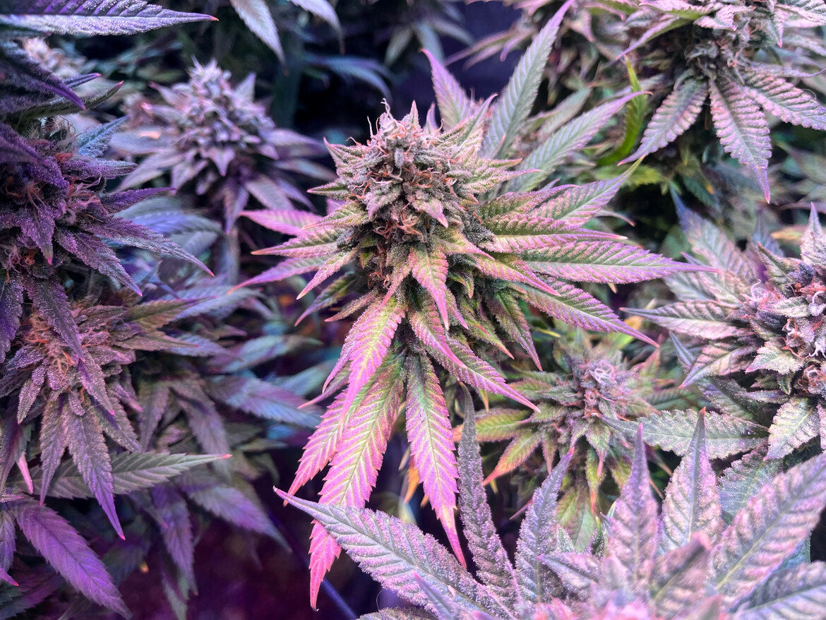 Pink Lemonade (Pink Kush X Lemon Skunk)