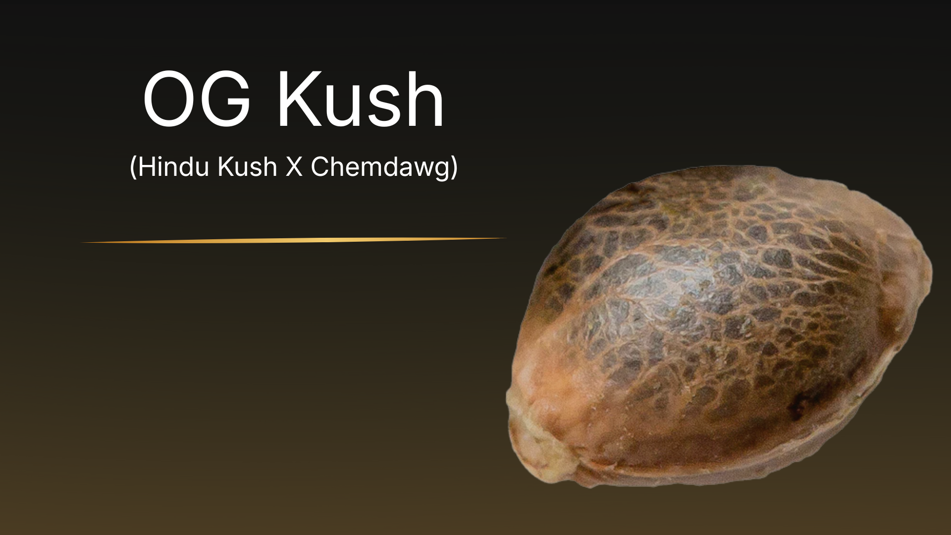 OG Kush collectible cannabis seed – close-up of premium Canadian genetics by VaultSeeds, botanical seed with natural mottled pattern, not for cultivation.