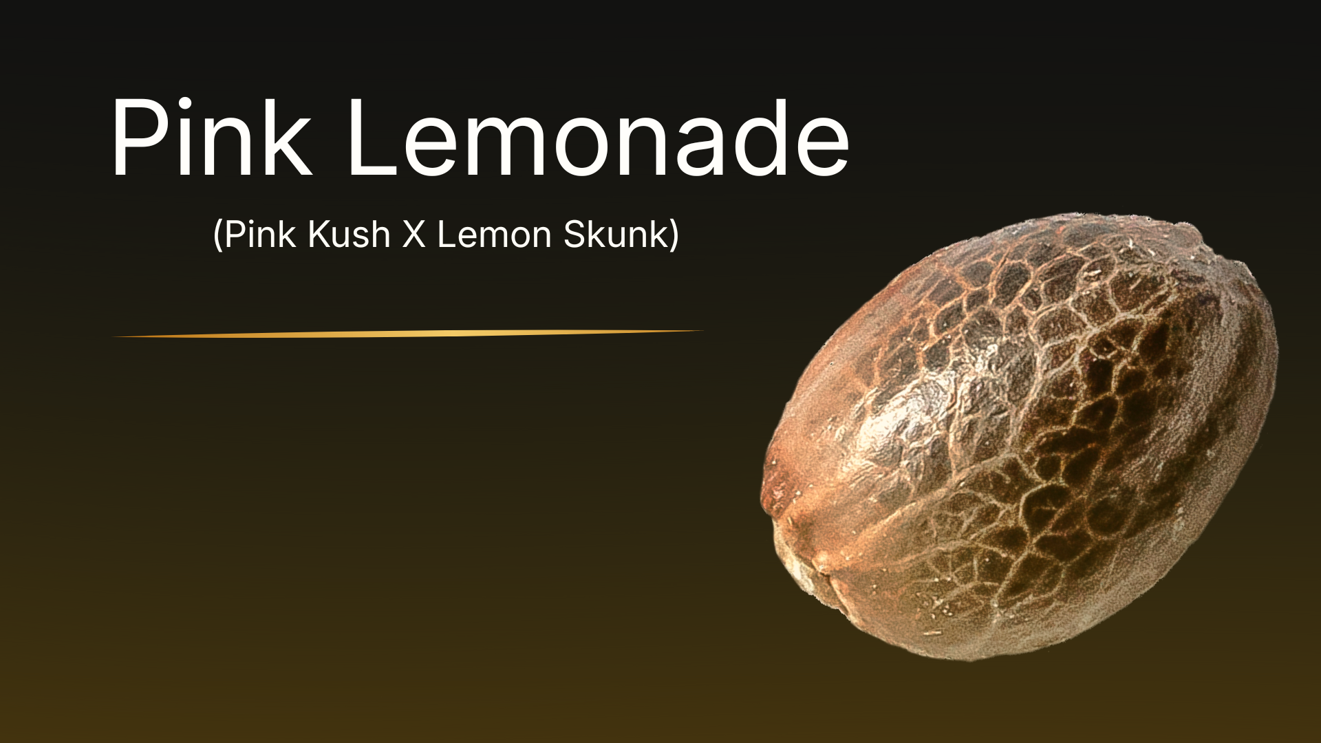Pink Lemonade collectible cannabis seed – close-up of premium Canadian genetics by VaultSeeds, mottled botanical seed from Pink Kush × Lemon Skunk lineage, not for cultivation.