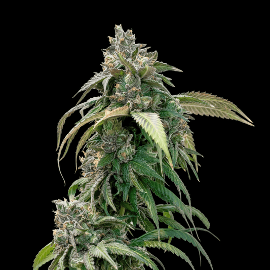 Pink Lemonade (Pink Kush X Lemon Skunk)