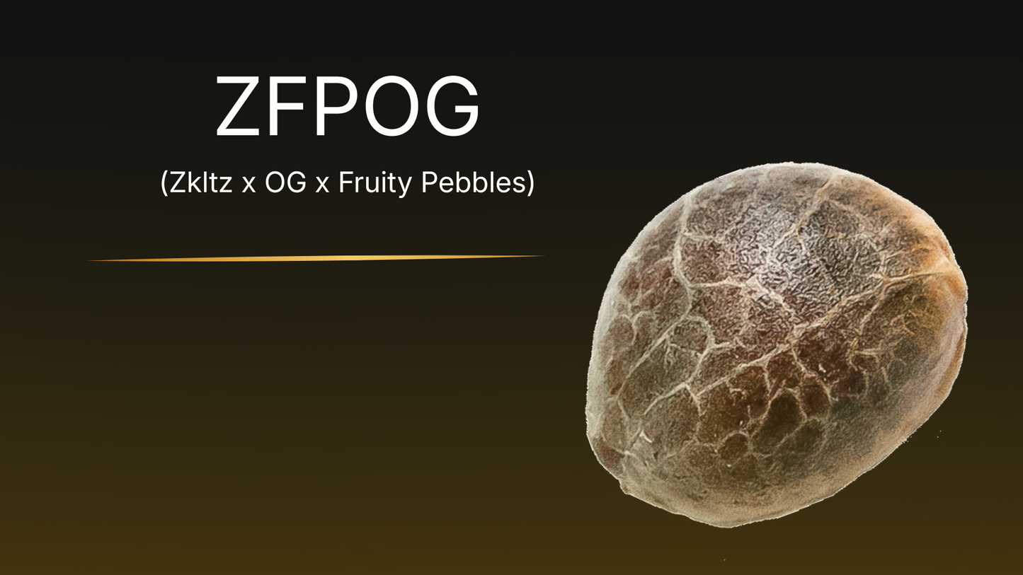 ZFPOG collectible cannabis seed – close-up of premium Canadian genetics by VaultSeeds, mottled brown botanical seed from Zkltz x OG x Fruity Pebbles lineage, not for cultivation.
